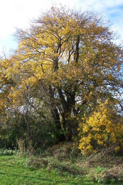 Bild 1 von 1 Feldahorn in der Dedinger Heide